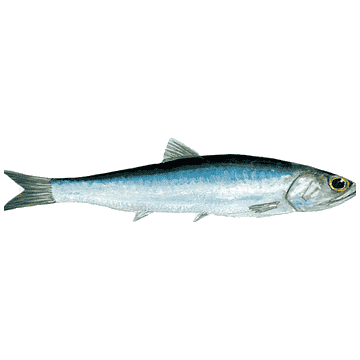 Hamsi