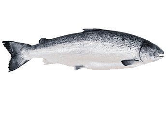 Rainbow Trout