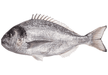 Sea Bream
