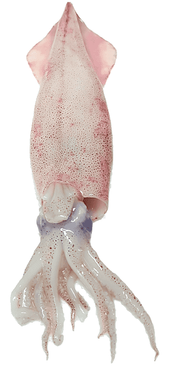 Squid