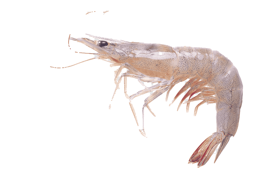Shrimp