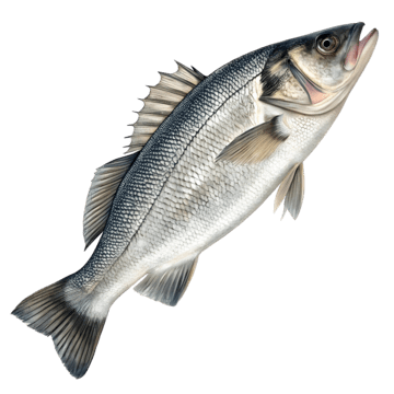 Sea Bass