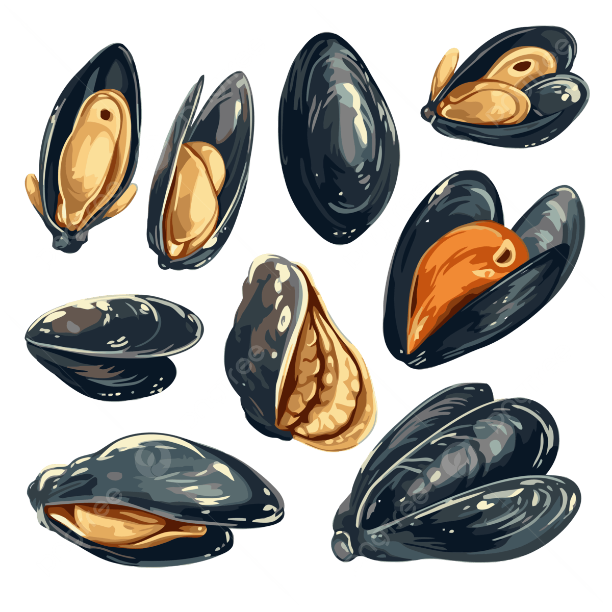 Black Mussel