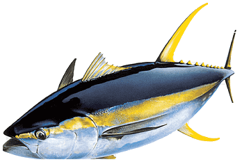 Bluefin Tuna