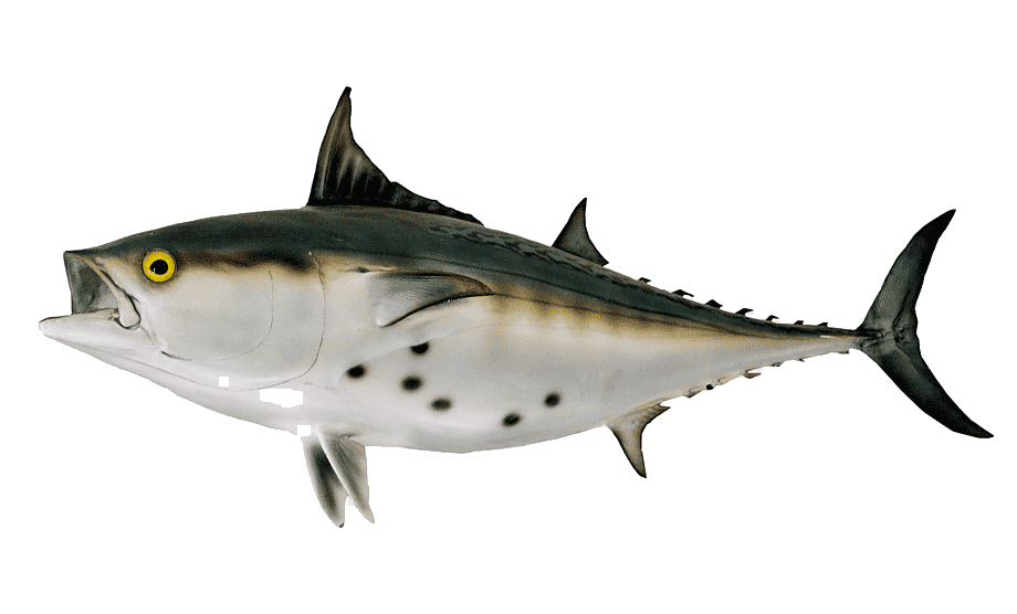 Atlantic Bonito